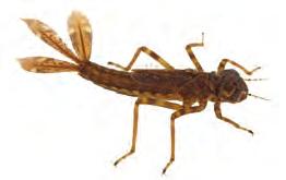 Invertebrate factfile POND HEALTH10 Caddisflies Caddisflies are close relatives of moths and butterflies, and winged adults look like thin moths, but with hairy wings.