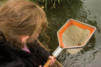 Making a pond net To catch aquatic invertebrates you will need a net.