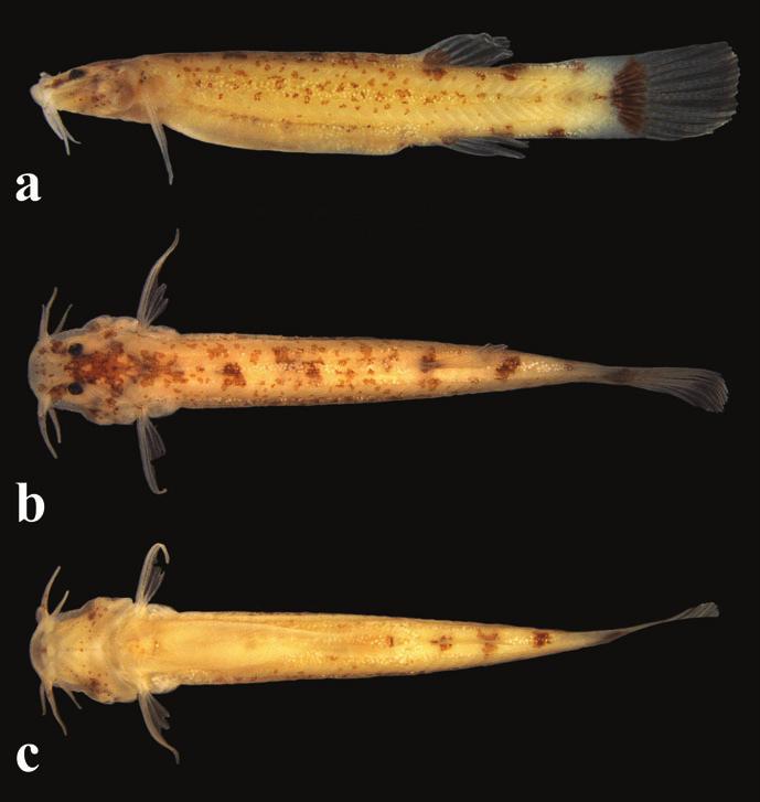 G. M. Dutra, W. B. Wosiacki & M. C. C. de Pinna 227 Fig. 1. Trichomycterus anhanga, holotype, INPA 25125, 10.0 mm SL.