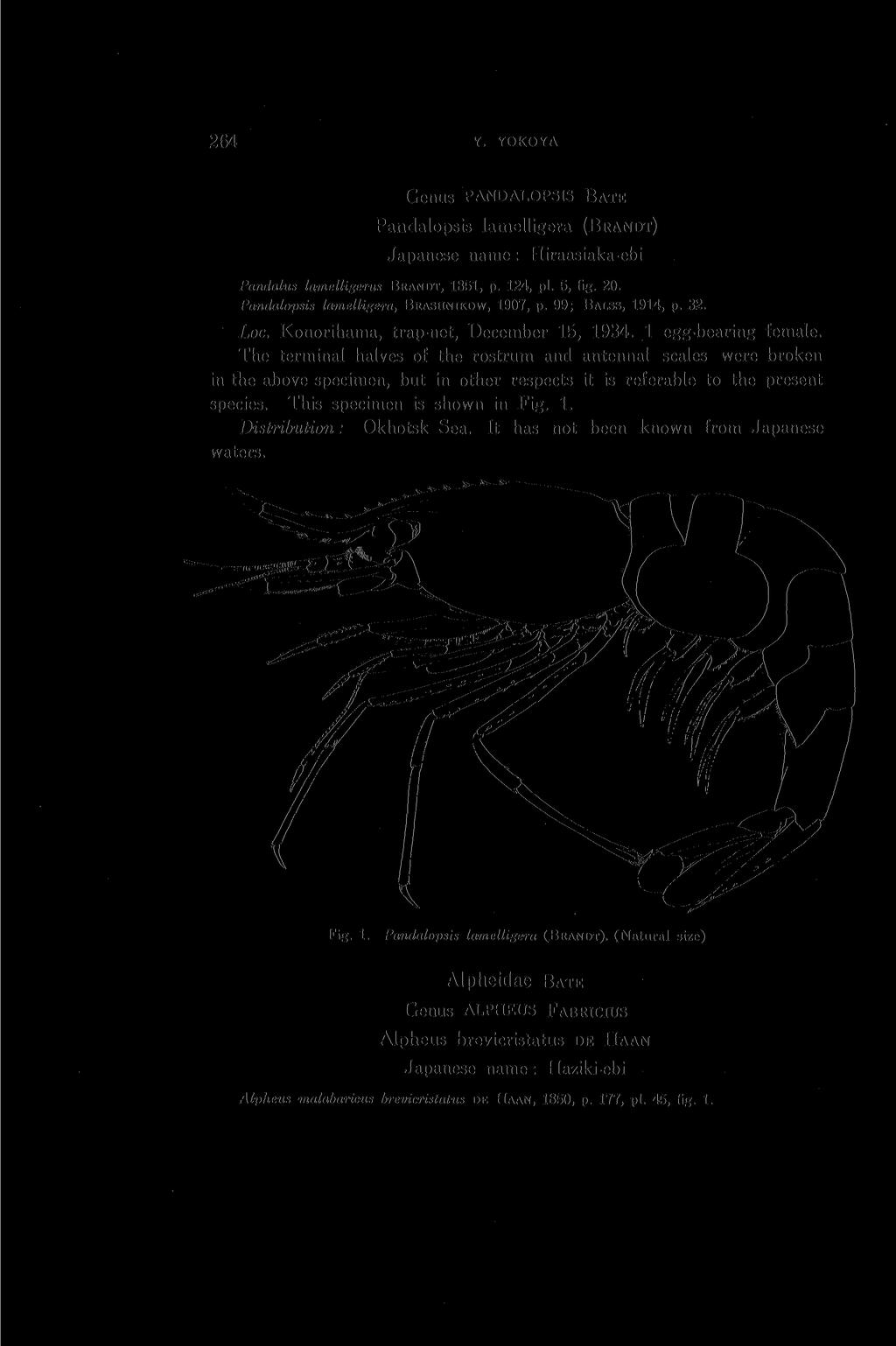 264 Y. YOKOYA Genus PANDALOPSIS BATE Pandalopsis lamelligera (BRANDT) Japanese name: Hiraasiaka-ebi Pandalus lamelligerus BRANDT, 1851, p. 124, pi. 5, fig. 20.