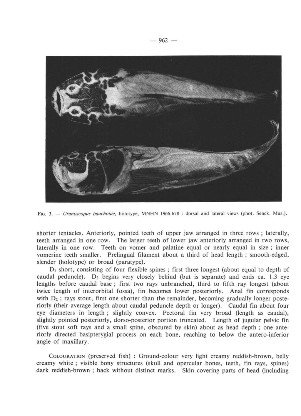 FIG. 3. Uranoscopus bauchotae, holotype, MNHN 1966.678 : dorsal and lateral views (phot. Senck. Mus.). shorter tentacles.