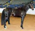 65 RIDSH STALLIONS FOUR YEARS OLD AND UP 1 120 Kilkelly s All s Well Linda Cowasjee Bruce Griffin 2 156 Grogan s High Fidelity Blackberry