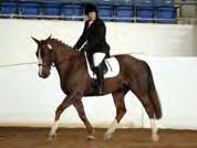 Amy and Bellman were a wonderful pair, competing successfully in several disciplines including dressage and jumping.