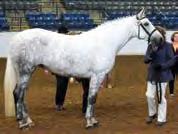 Both at society shows and in open competition Tony has Page 46 handled the in-hand showing duties for this horse and together they have forged a once in a lifetime career and partnership.