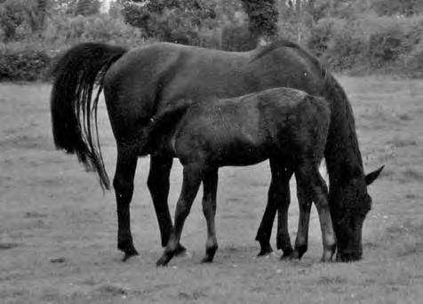 She is a throwback to Billy Carter s RDS Champion Enniskeane Princess (see photo Page 7 of The Irish Draught Horse by Fell) and her sire Glen Lad.