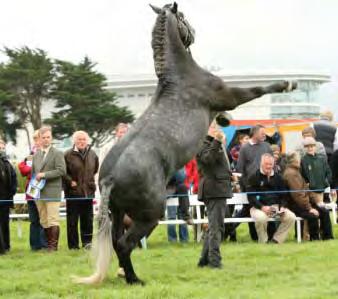 Irish Draught Horse Society to take centre stage for the annual gathering at Ballybrit racecourse.
