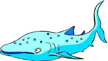 Fact Card #1 Fact Card #2 The largest fish on Earth today is the whale shark.