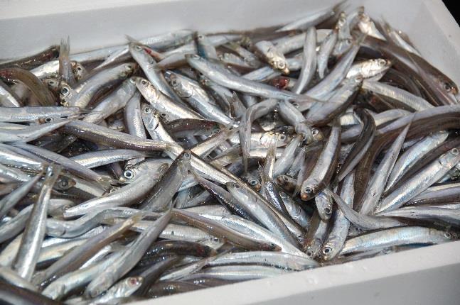 Jan May Jul Sep Nov Jan May Jul Sep Nov Jan May Jul Sep Nov Jan EUR/kg European ket Observatory for Fisheries and Aquaculture Products 4. Consumption FRESH ANCHOVY il 213 ch 216.