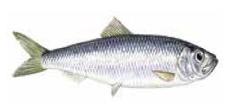 EUR/kg European ket Observatory for Fisheries and Aquaculture Products 1.1.1. HERRING Hering is both an important predator and prey in the marine ecosystem.