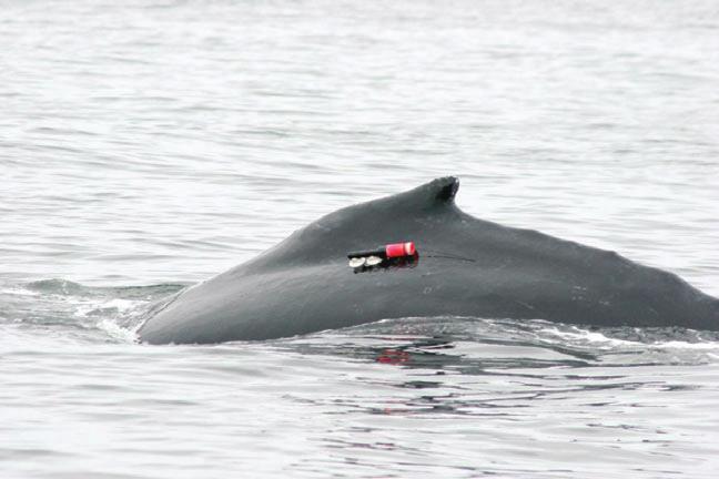 Foraging behavior of humpback whales 71 Speed (m s 1) 1 9 Fig. 1. A tagged humpback whale.