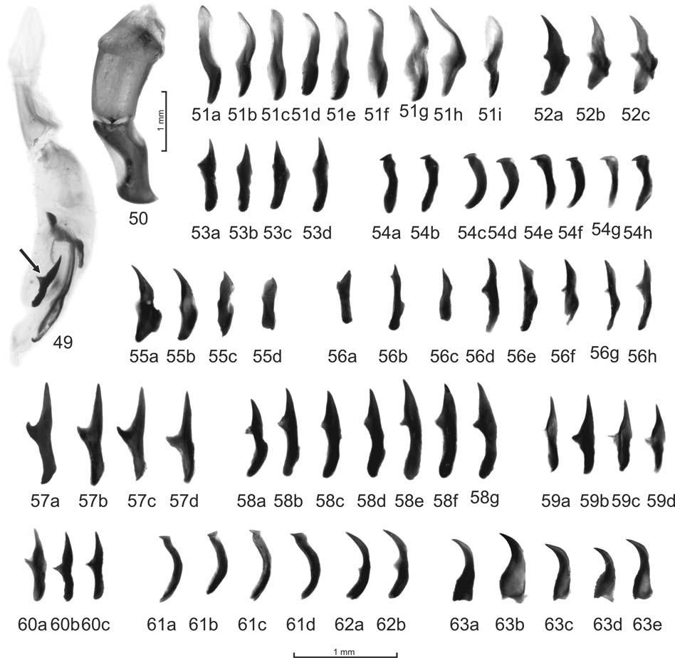 A. V. Frolov & C. H. Scholtz Description Body size: males length 9.5-11.9 mm, width 7.0-8.3 mm; females length 10.0-12.0 mm, width 6.9-8.0 mm. on anterior margin, sinuate between the angles.