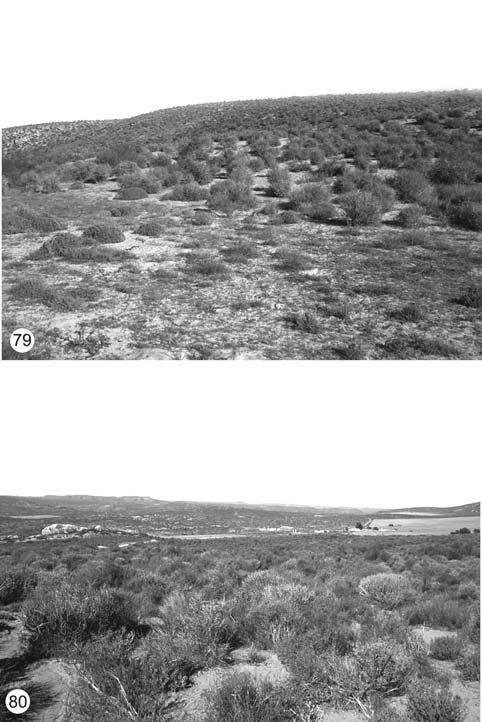 Macroderes revision Type material Holotype P with labels S. Afr., 3 km E of Veldrif, 32 46' S 18 14' E, 31.8.1981, E-Y:1870, groundtraps, 59 days, leg.