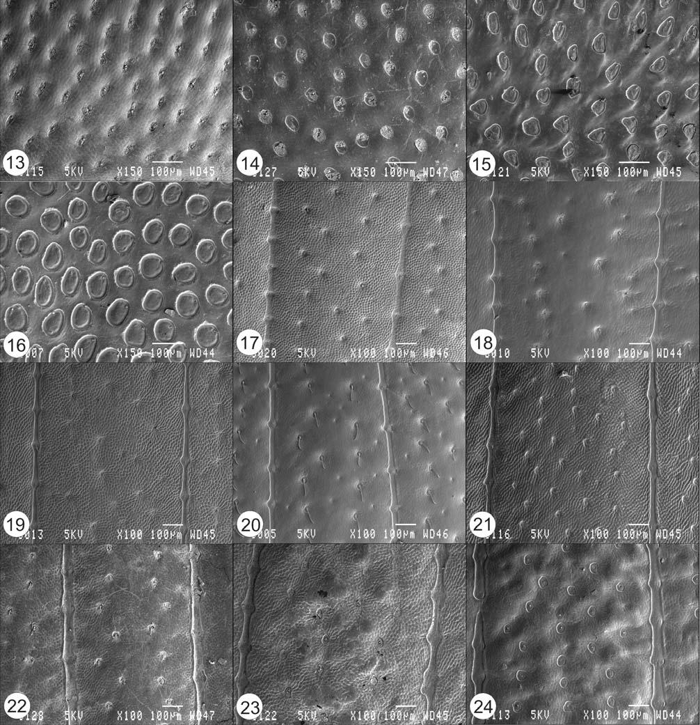 A. V. Frolov & C. H. Scholtz Dorsal surface of clypeus very densely punctate, somewhat rugose. Punctation of frons sparser, with punctures separated by about one puncture diameter.