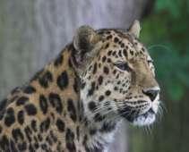6. AMUR LEOPARD Many species are threatened by human activities; the Amur leopard is one of these threatened species.