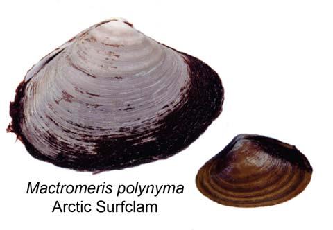 There are currently licences for four offshore clam vessels, of which two are currently active.