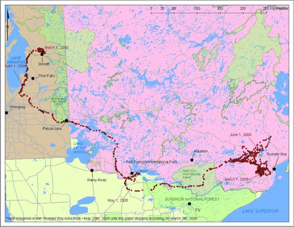 Figure 14. GPS locations of a lone wolf, originally collared near Bissett, Manitoba and ultimately trapped near Thunder Bay, Ontario 1 year later (Davis, 2012) 4.