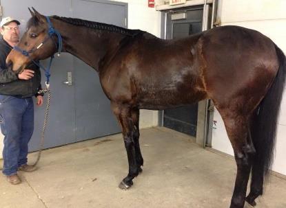 #290 GAMBLER THROUGHBRED GELDING Color Black Foaled 2007 Breed Throughbred Gambler is a big beautiful Bay gelding with a lot of shape. He's an accomplished jumper he rides English or Western.