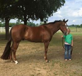 #308 DUNNY GRADE GELDING Color Red Dun Foaled 5 years old Breed Grade Owner Mike McCoy Dunny 5 year old red dun gelding very easy on the eyes.