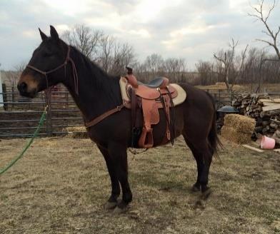 Whether you re looking for a 4 H or Open Show Horse this mare has all the training and all the buttons in the world. Maintenance Free! No tricks, just an all- around total package. 100% Sound.