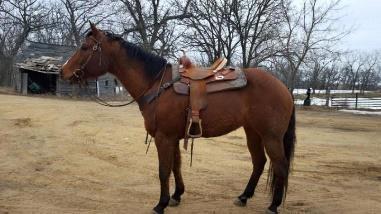this big gelding will do anything asked on the trails and has all the manners in the world. Easy to catch, bath, haul, UTD on shots, shoes, teething, & worming. Sells 100% Sound & Safe.