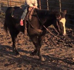 He s been rode on the ranch he knows all about a rope, excellent on trails, traffic safe.