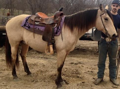# 276 DUKE CROSSBREED GELDING Color Bay Foaled 10 years old Breed Crossbreed Duke is a 15 3 gorgeous gelding will do any job asked of him.
