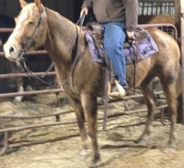 #325 CARMEN GRADE MARE Color Buckskin Foaled 10 Years Old Breed Grade Carmen 10 year old buckskin mare. She has led a lot of riding, one hand neck rein, any level of rider can ride her.