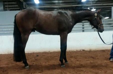 #324 NATURALLY RICH X0714904 GELDING Color Bay Foaled 3/15/14 Breed AQHA Owner AW Combs ZIPS CHOCOLATE CHIP FANCY BLUE CHIP RICH N CHOCOLATELY BUCK S BID CYNICAL MISS WINNING PROGRAM IRON REBEL