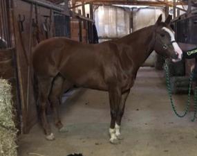 This big pretty Bay Mare is registered thoroughbred she's a finished Barrel Horse she comes from Arizona where she has ran at NBHA open jackpot and rodeos this mare has no gate