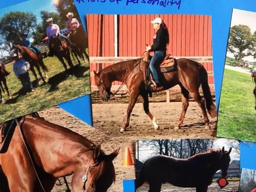THREE CORINAWOOD THREE BARONS LEO BAR MCKEAG MCKEAGS RED BARON REAL CACKLEBERRY TINY MOON CHARGER GO TINY LASS ROANSUM #314 RIO GRADE GELDING Color Bay Foaled 13 years old Breed Grade