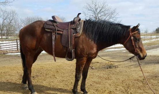 DYNANIC DELUXE BOSTON SONORA THE INVESTOR DEND NO MONEY YELLOW SON S GOLDY "Bailey" is a very well broke standing 15'hh. She is quiet and gentle and loves to trail ride. Easy to catch and handle.