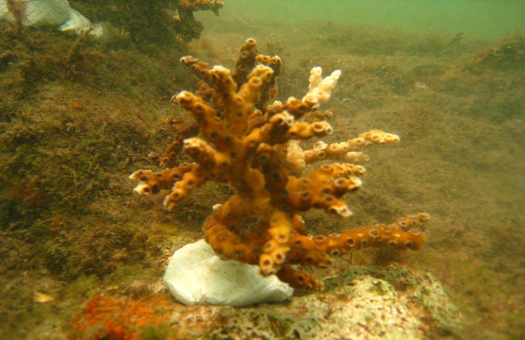 Photo 6: Typical view of coral relocation