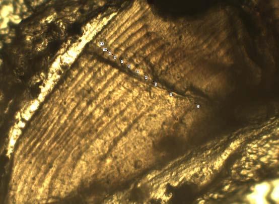 Figure 31. magnification. Smallmouth bass sectioned otolith image, photographed at 30X TABLE 24. Mean total lengths from smallmouth bass growth data from throughout North America (Coble 1975).