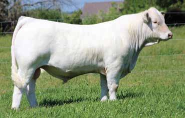 83 What an opportunity. Rarely will you be given the chance to own a proven donor female with more than 120 progeny. She has a great flush record.
