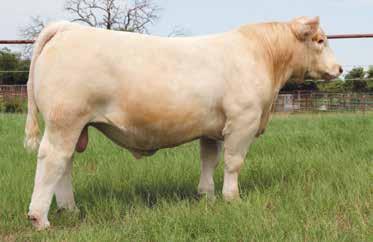 purchased a heifer pregnancy at the Tennessee Beef Agribition. Marion would be a valuable addition to your donor pen.
