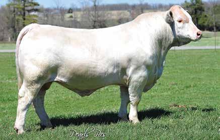 65 4A: Polled bull born 2/27/17. BW 87 lbs. By M6 Grid Maker 104 P ET. Young herd bull prospect with calving-ease built in. His EPDs are 6.1; -0.7; 28; 54; 6; 5.0; 20; 0.7. A complete female from a program that brings good ones every year.