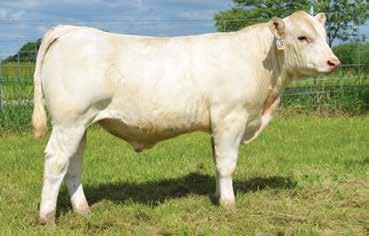 1 18 0.23 0.015 0.13 190.91 25A: Polled bull born 5/14/17. By LT Rushmore 8060 PLD. He is herd bull material. His EPDs are 8.8; -3.1; 29; 49; 13; 2.9; 28; 1.3. She is beautifully patterned, has a gorgeous udder that is the right size.