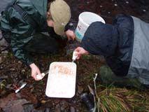 A summary of monitoring results from the Galloway Fisheries Trust (GFT) is below: Egg box experiments: The level of acidification, exacerbated by afforestation, was highest in the Dargoal Burn (5%