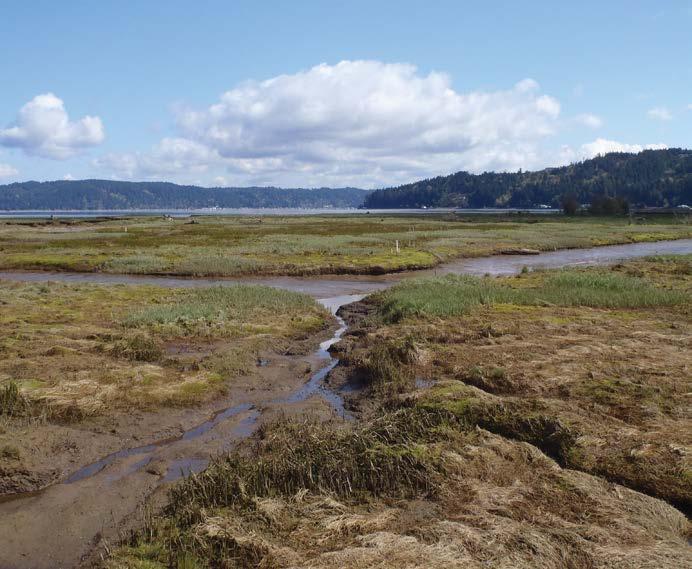 The Learning Program works to increase our effectiveness at restoring estuary and nearshore habitat, which in turn will provide the most benefits for Washington s fish, wildlife, and residents.