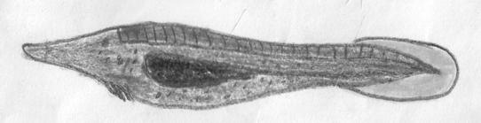 A few black chromatophores were found in a row from the posterior to the auditory concentrations up to the base of the caudal fin. Large black chromatophores were observed on head.
