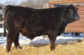 29 37 25 10 95 95 25 45 55 15 25 95 85 90 95 Turn your attention to this exceptionally well-designed, homozygous polled heifer-bull prospect.