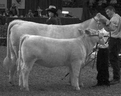 DOUBLE S FARM Registered Charolais 4-H Steers Commercial Breeding Stock At the 39th National in Louisville D&D Ms