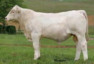 Sired by Ease 2078, his dam, WCR Miss Tradition 3472, is one of the breed s most proven matrons.