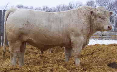 (P) CAD WHITELADY 107H (P) PLEASANT DAWN EVERET 23L (Q) (P) PLEASANT DAWN LECA 76E (Q) (P) Toro 3T is a red, very smooth Triple Play son. He will work on your heifers or cows. BW: 0.