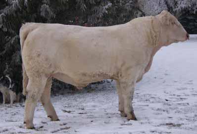 PRESTO 76P (P) PLEASANT DAWN KAREN 156J (P) Homozygous Polled! Here is an easy calver who will work on heifers and cows. Great length, great quarter and lots of hair.