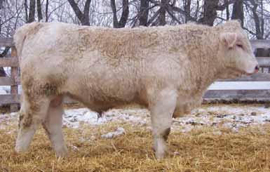 Good maternal pedigree with calving ease and performance. BW: -2.5 WW: 46 YW: 88 Milk: 24.