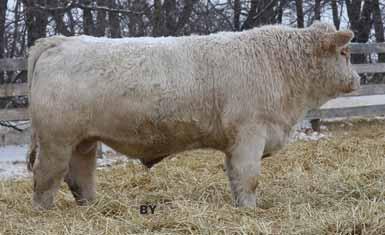2 WW: 40 YW: 88 Milk: 24.9 TM: 45 Birth Wt: 89 205 DW: 696 365 DW: 1344 We have purchased numerous Pleasant Dawn bulls and females over the years.