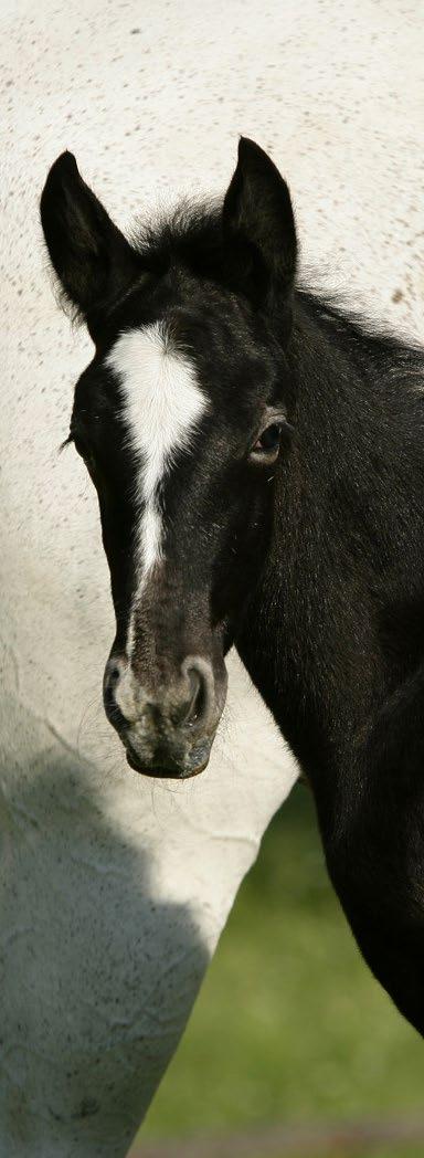 SPANISH RIDING SCHOOL LIPIZZAN STUD PIBER The Lipizzan is Europe s oldest domesticated horse breed.