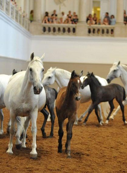 FOAL ADOPTION AT THE LIPIZZAN STUD PIBER Every year, about 40 foals are born in the Lipizzan Stud Piber in Styria.