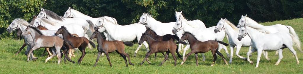 The dam herd in Piber comprises about 70 mares. In the course of her life, a mare can give birth to 8 to 12 foals.